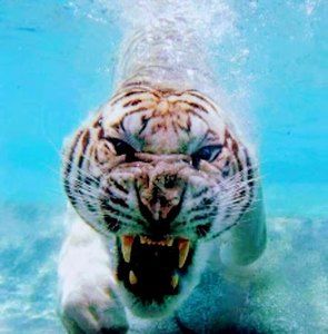 Meet your Posher, Nick